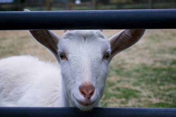 istock Young white billy goat sticking it's head between the wood fencing 1202809207
