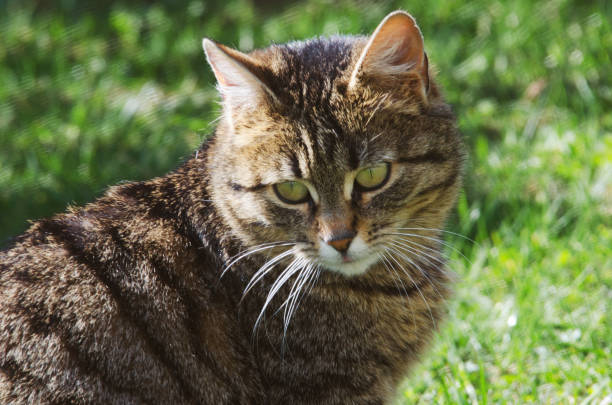 istock Funny little cat walking outdoors 1202810059