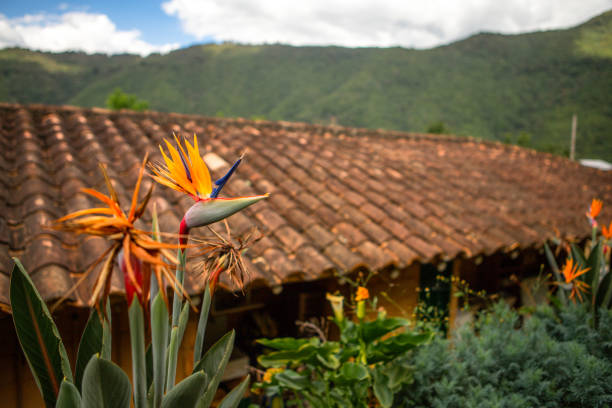 istock Colombian Coffee Farm Rooftop 1202810564