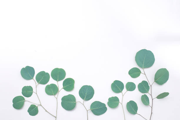 istock Eucalyptus frame made of eucalyptus branches on white background. Flat lay, top view. copy space 1202810736