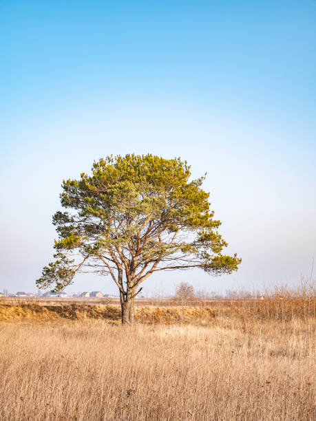 istock Lonely standing pine tree in the field. 1202811423