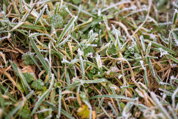 istock Close-up of grasses with ice crystals 1202811682