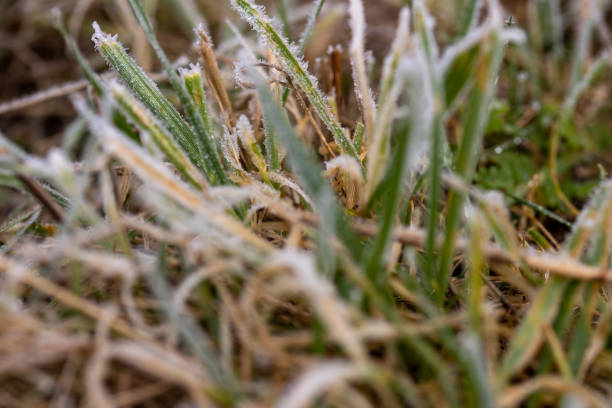 istock Close-up of grasses with ice crystals 1202811752