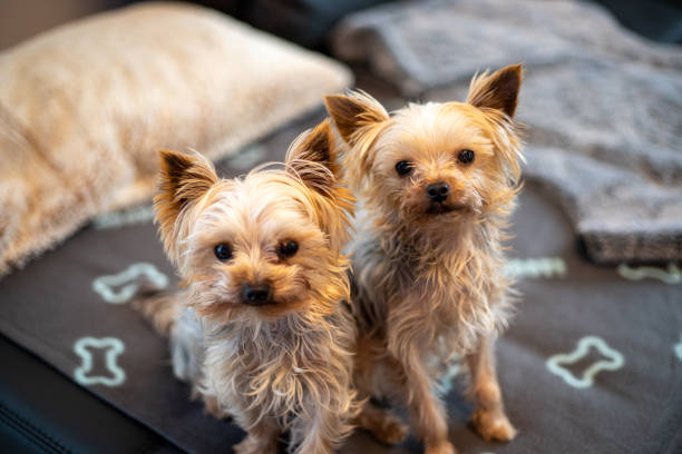 istock 2 Yorkshire are together on the couch together 1202811845