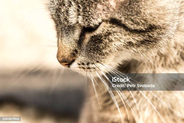 Perfil De Cabeza Sad Tabby Cat Idea Para El Concepto Triste Gato En La Imagen Es Triste Foto de stock y más banco de imágenes de Abandonado
