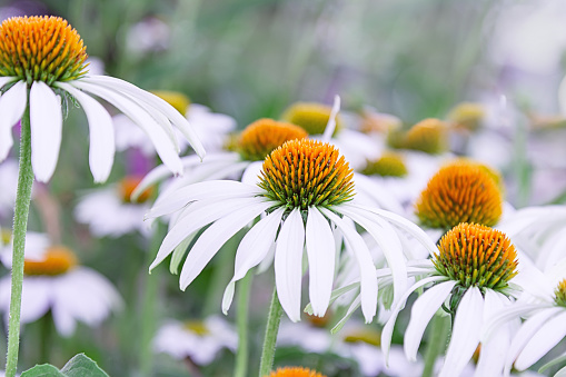 Echinacea flowers of white color with an orange middle closeup. The concept of the holiday, plants, background, garden, landscape design