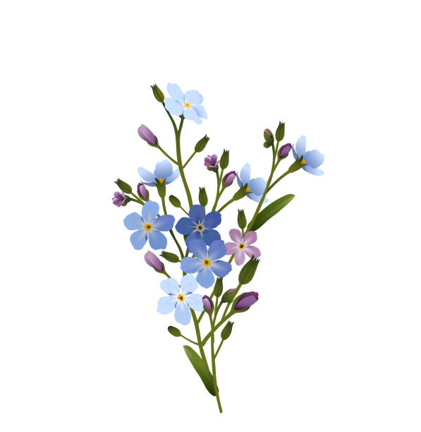 illustrations, cliparts, dessins animés et icônes de groupe de fleurs d'oubliez-moi-pas, illustration de vecteur d'isolement sur le fond blanc - forget me not flower flower head blue