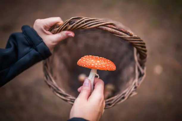 Photo of Young woman putting poisonous mushroom Amanita muscaria to basket in forrest, concept of mushroom hunter. Warning, inedible.