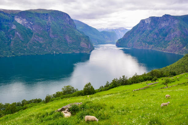 The landscape of Aurlandsfjord in Norway. Amazing views of the Aurlandsfjord and mountains in Norway. stegastein viewpoint stock pictures, royalty-free photos & images