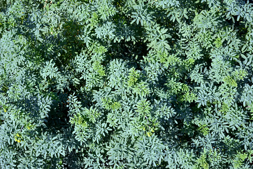 Fresh large rue herb ( Ruta Graveolens )  plant outdoors, teal foliage.Plant for medicinal, culinary and esoteric use.