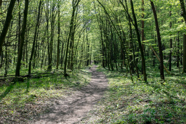 istock Hiking path in the Pilis 1202819922