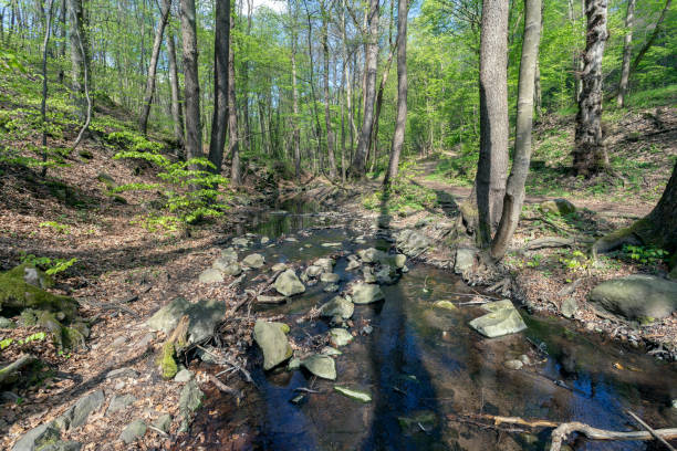 istock Small creek in the Pilis 1202820012