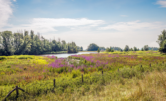 Picturesque image of many flowering Purple Loosestrife or Lythrum salicaria plants behind a fence in  a small Dutch nature reserve in North Brabant.
