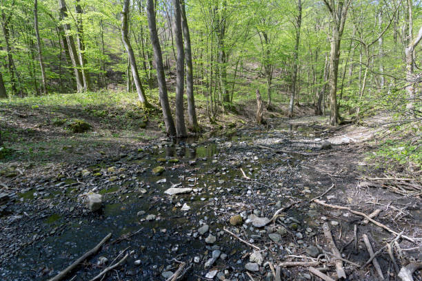 istock Small creek in the Pilis 1202820117