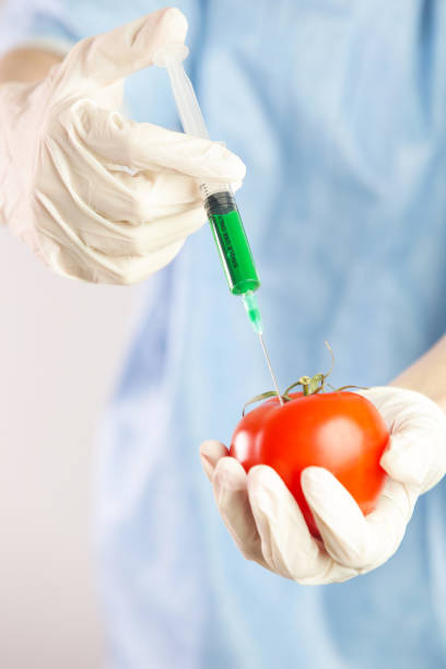 nahaufnahme der in rote tomate injizierten nadel, gentechnisch verändertes lebensmittelkonzept - genetic modification dna tomato genetic research stock-fotos und bilder