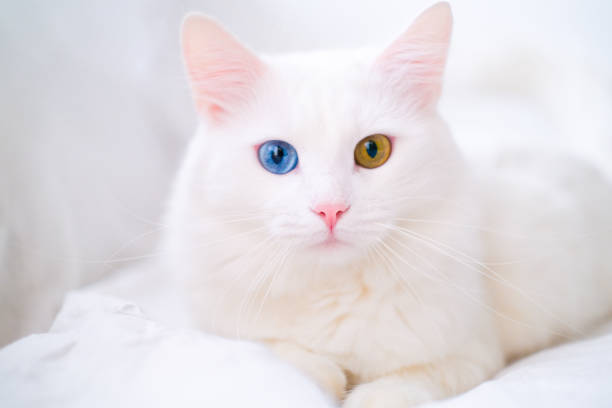White cat with different color eyes. Turkish angora. Van kitten with blue and green eye lies on white bed. Adorable domestic pets, heterochromia stock photo