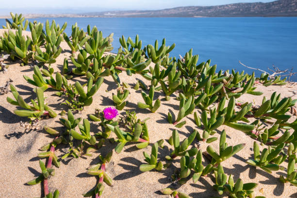 Sand dunes on the beach, and beautiful succulent plant - Hardy Ice Plant in bloom Ice plant on the beach, California coastline california fuchsia stock pictures, royalty-free photos & images
