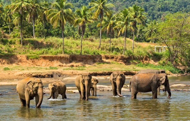 istock elephant in jungle river washing leisure outdoor. 1202821240