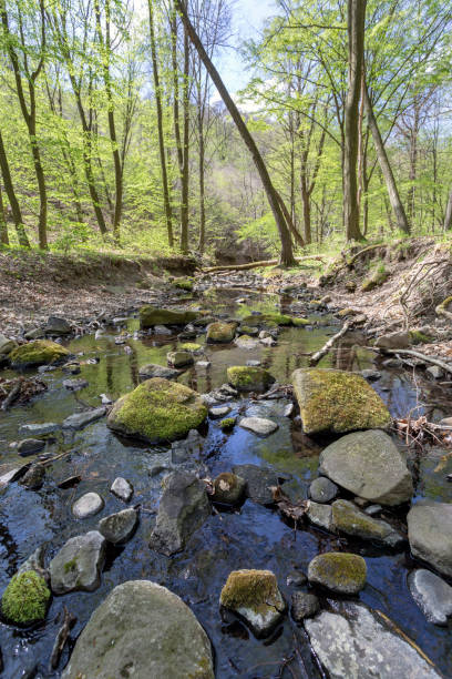 istock Small creek in the Pilis 1202823791