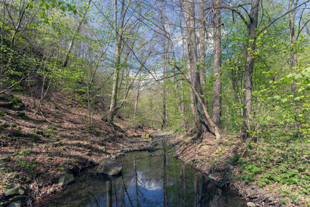 istock Small creek in the Pilis 1202823948