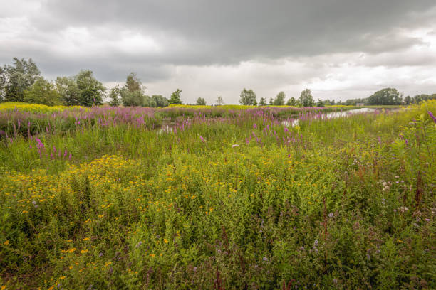 Dutch landscape on a cloudy day in the summer season. Many different wildflowers are blooming bright. The yellow flowers in the foreground are blooming common fleabane or Pulicaria dysenterica plants.