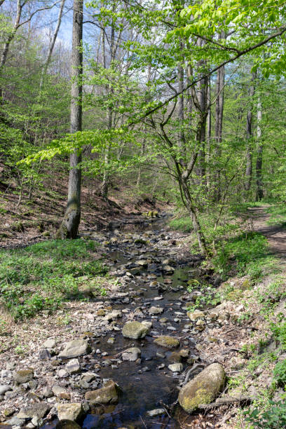 istock Small creek in the Pilis 1202824052