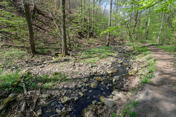 istock Small creek in the Pilis 1202824099