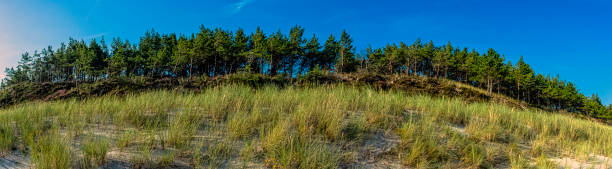 istock Polish wild forest - Slowinski National Park, Poland 1202825473