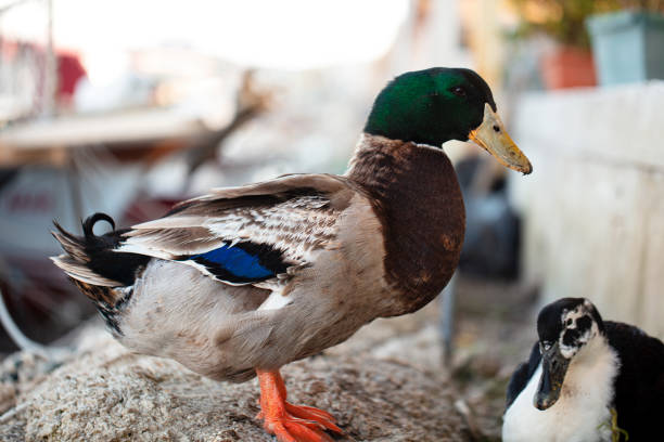 green-headed duck and his wife