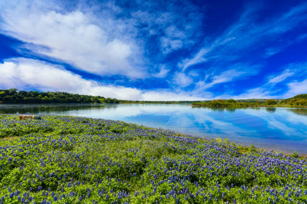 Texas Hill Country Beautiful bluebonnets along a lake in the Texas Hill Country. texas bluebonnet stock pictures, royalty-free photos & images