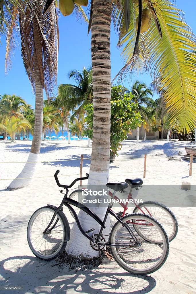 bicycles bike on coconut palm tree caribbean beach bicycles bike on coconut palm tree caribbean beach background Bicycle Stock Photo