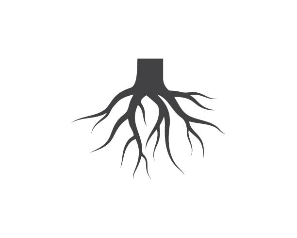 ilustraciones, imágenes clip art, dibujos animados e iconos de stock de diseño de ilustración de icono vectorial de raíces de árbol - raíz