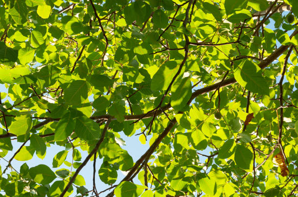istock green leaves against the blue sky 1202834693