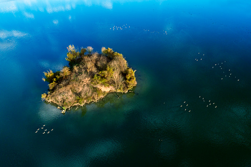Wild duck island on the lake, flocks of ducks on the water, aerial view.