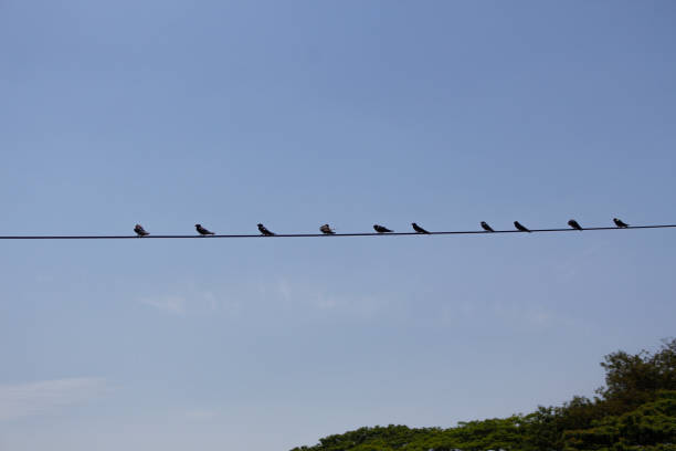 istock Birds on a wire in blue sky background - birds in the sky 1202835640