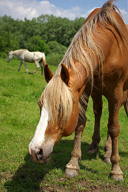 Curious horse stock photo