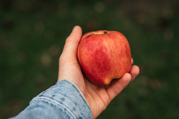 istock Male hand holding red ripe apple 1202837234