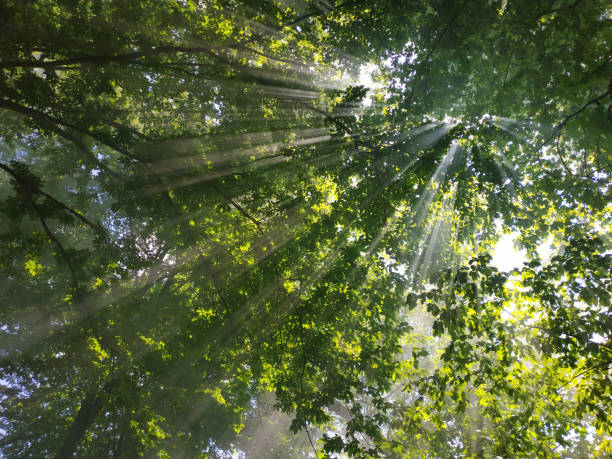 istock mystical plant green tree forest texture with fog 1202837283