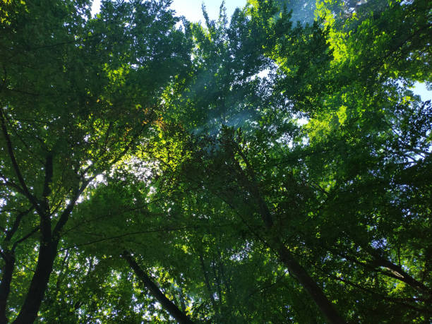 textura mística planta verde árvore floresta com neblina - splintering - fotografias e filmes do acervo