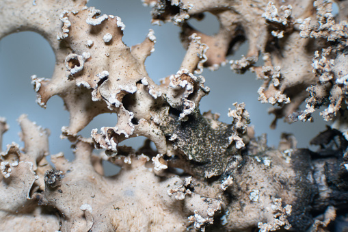 Foliose lichen is one of a variety of lichens, which are complex organisms that arise from the symbiotic relationship between fungi and a photosynthetic partner, typically algae.