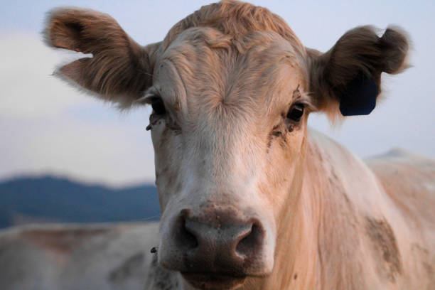White cow looking at the camera on the farm
