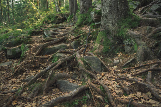 istock deep forest landscape scenic view long root of big tree and ground brown texture 1202839245