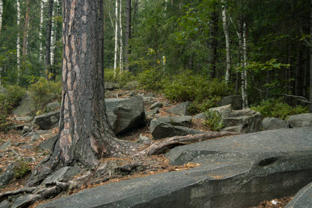 moody forest landscape scenic environment stone texture foreground and soft color tree bark and foliage background