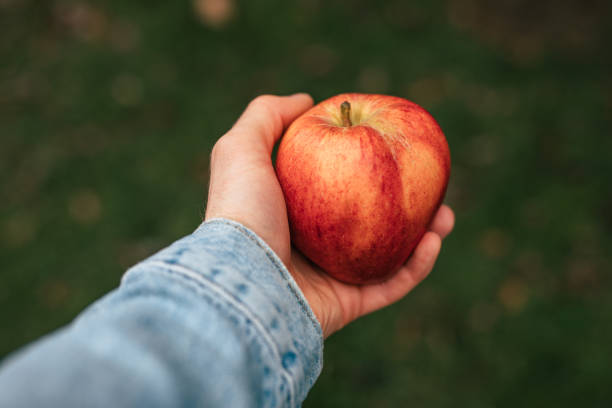 istock Male hand holding red ripe apple 1202839511