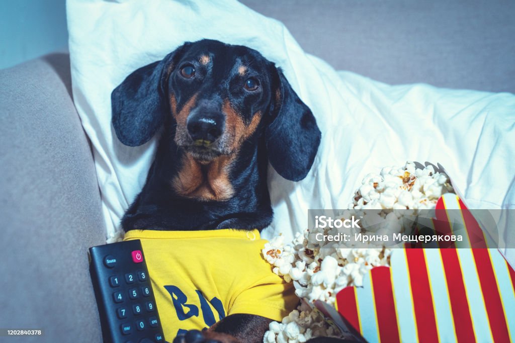 Dachshund Dog Black And Tan Watching A Television Show Or Movie On Tv Lying  In A Chair With A Remote Control And Popocorn Stock Photo - Download Image  Now - iStock