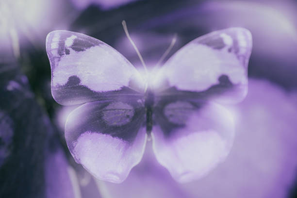 istock tropical blue butterfly. isolated on black 1202840652