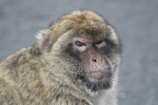 Male monkey on the Rock of Gibraltar
