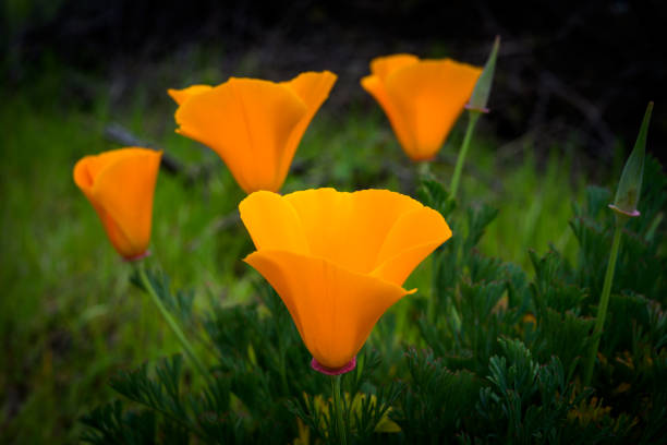 Bright Orange Poppies- California state flower