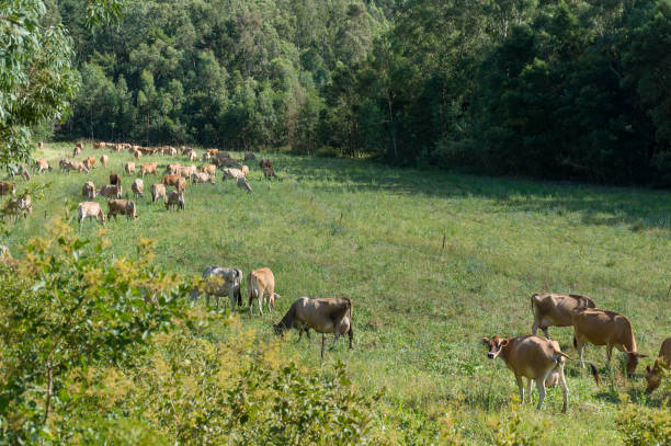 istock Herd of brown jersey cows grazing the paddock 1202847029