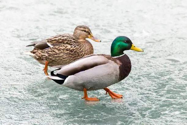 Male and female ducks walking across the frozen pond